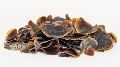 Operculum | Dry | Unadulterated | Onycha | Fixative Ingredient | Incense | High Grade | Wildcrafted in Yemen