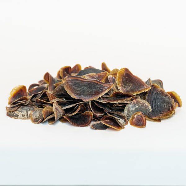 Operculum | Dry | Unadulterated | Onycha | Fixative Ingredient | Incense | High Grade | Wildcrafted in Yemen