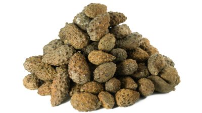 Manzirufu | Hymenea Verrucosa | Seed Pods | Wildcrafted in Madagascar